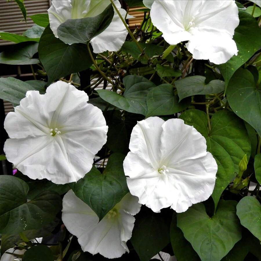 Semillas de Flor de Luna Blanca: Desvela el Encanto de los Jardines Iluminados por la Luna - 150 Semillas por Paquete - 150 semillas - Ver 1