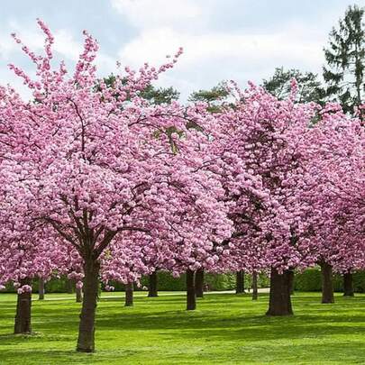175 piezas de semillas de árbol de cerezo en flor japonés