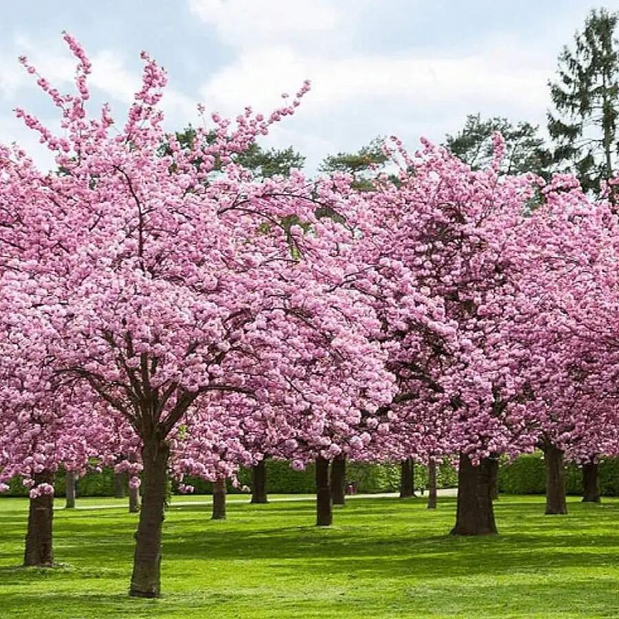 175 piezas de semillas de árbol de cerezo en flor japonés - 175 - Ver 1