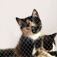 Recinzione di sicurezz a per gatti – Recinzione in rete di nylon trasparente per animali domestici, per balconi, finestre e scale - Bianco - Visualizzare 6