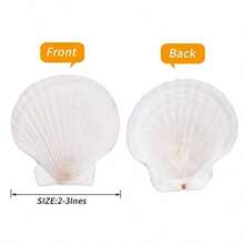 5PCS Natural White Fan Shells - Available For Purchase In Sets Of 5-100 Pieces, DIY Handicrafts, Home Decor, Beach Weddings And Coastal Wall Art, Exquisite Decorative Shells | Floral Shell Embellishments | Smooth Shell Surfaces - White - View 3