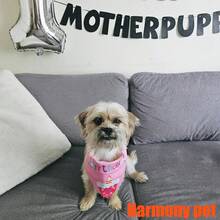 Adjustable Dog Scarf - Soft Pet Scarf,Cat Scarves, Dog Scarves, Pet Triangle Scarves, Drool Scarves,Dog And Cat Birthday Triangle Scarf, Birthday Drool Scarf, Birthday Party Supplies(Lightweight And Comfortable, Breathable, Tailor-Made For Dogs)