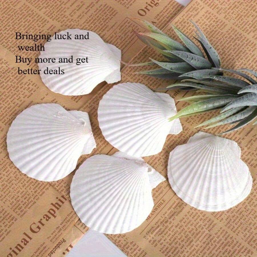 5PCS Natural White Fan Shells - Available For Purchase In Sets Of 5-100 Pieces, DIY Handicrafts, Home Decor, Beach Weddings And Coastal Wall Art, Exquisite Decorative Shells | Floral Shell Embellishments | Smooth Shell Surfaces - White - View 1