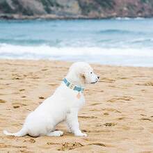 Elegant Little Tail Dog Collar Blue Pet Collar Adjustable Cute Puppy Collar With Quick Release Buckle