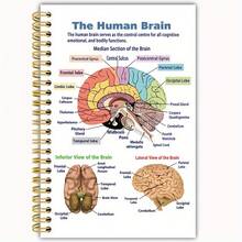 3本解剖学笔记本，13.97 x 21.08厘米，双面印刷，50页，圆角，带封面，学习佳品 - 均碼 - 查看 7