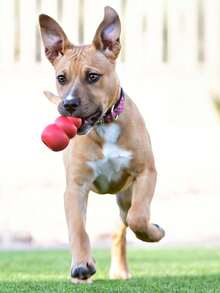 1 件中号经典葫芦形狗玩具，适合中型犬，设计用于抓取、咀嚼、塞入零食，不对称弹跳可延长游戏时间，非常适合中型犬玩具 - 紅色 - 查看 6