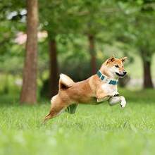 Elegant Little Tail Dog Collar Green Pet Collar Adjustable Cute Puppy Collar With Quick Release Buckle