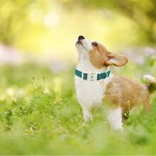 Elegant Little Tail Dog Collar Green Pet Collar Adjustable Cute Puppy Collar With Quick Release Buckle