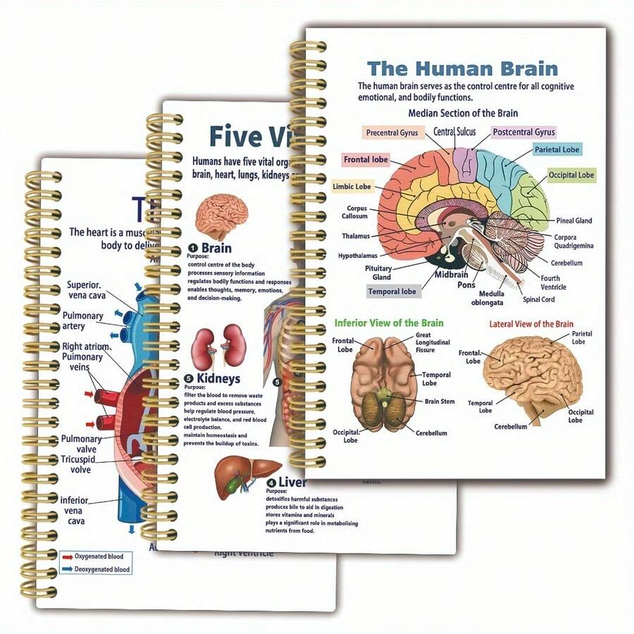3本解剖学笔记本，13.97 x 21.08厘米，双面印刷，50页，圆角，带封面，学习佳品 - 均碼 - 查看 1