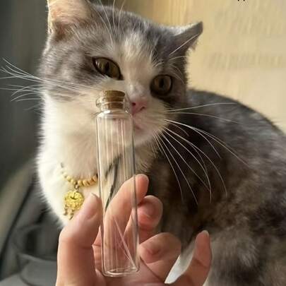 宠物毛发和胡须收集瓶，纪念品，DIY猫胡须收集玻璃幸运漂流瓶