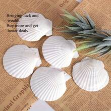 5PCS Natural White Fan Shells - Available For Purchase In Sets Of 5-100 Pieces, DIY Handicrafts, Home Decor, Beach Weddings And Coastal Wall Art, Exquisite Decorative Shells | Floral Shell Embellishments | Smooth Shell Surfaces - White - View 2