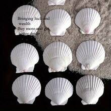 5PCS Natural White Fan Shells - Available For Purchase In Sets Of 5-100 Pieces, DIY Handicrafts, Home Decor, Beach Weddings And Coastal Wall Art, Exquisite Decorative Shells | Floral Shell Embellishments | Smooth Shell Surfaces - White - View 4