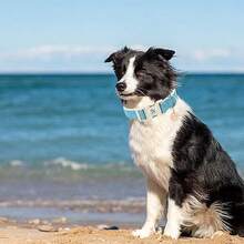 Elegant Little Tail Dog Collar Blue Pet Collar Adjustable Cute Puppy Collar With Quick Release Buckle