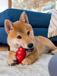 1 件中号经典葫芦形狗玩具，适合中型犬，设计用于抓取、咀嚼、塞入零食，不对称弹跳可延长游戏时间，非常适合中型犬玩具 - 紅色 - 查看 4