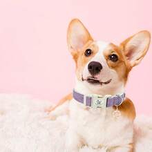 Elegant Small Tail Dog Collar, Purple Pet Collar, Adjustable Cute Dog Collar With Quick Release Buckle - Purple - View 5