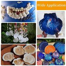 5PCS Natural White Fan Shells - Available For Purchase In Sets Of 5-100 Pieces, DIY Handicrafts, Home Decor, Beach Weddings And Coastal Wall Art, Exquisite Decorative Shells | Floral Shell Embellishments | Smooth Shell Surfaces - White - View 6