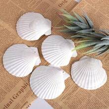 5PCS Natural White Fan Shells - Available For Purchase In Sets Of 5-100 Pieces, DIY Handicrafts, Home Decor, Beach Weddings And Coastal Wall Art, Exquisite Decorative Shells | Floral Shell Embellishments | Smooth Shell Surfaces - White - View 10