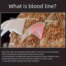 1 宠物指甲钳带 LED 灯，透明指甲修剪放大镜，指甲残留物收集器，宠物卫生指甲钳，指甲锉，狗、猫和小动物指甲修剪器，橙色指甲钳，多色指甲锉，腿部美容工具