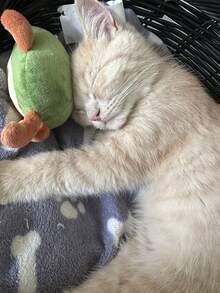 Cat Teasing Toys - Cute & Soft Interactive Playmate For Cats & Dogs, Perfect Gift For Pet Birthdays & Adoption Days (1PC) - Multicolor - View 4