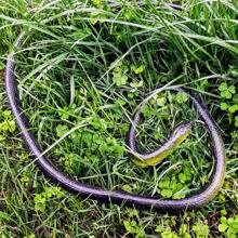 1pc 80cm Toy Snake, TPR Soft Rubber Realistic Cobra, Prank Scary Joke Decor Gift, Halloween Gag, Birthday Present