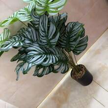 1pc 60cm-125cm Elegant Artificial Monstera Plant - Ideal For Home And Office Decor, Anniversary And Holidays (Christmas, Easter, Thanksgiving) - Indoor And Outdoor Use, Pot Not Included, Turtle Shaped Decor (Multi-Color Options) - Dark Green - View 3