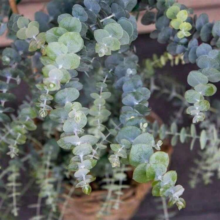 Floral 50 Eucalyptus Seeds Eucalyptus Baby Blue Bouquet Plants Heirloom Flowers - 預設 - 查看 2