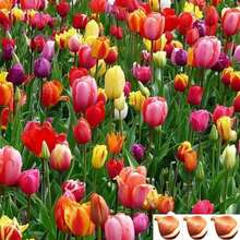500 Autumn Planting Mixed Evergreen Tulip Seeds, Ideal Sub-Area Planting Self-Growing Gifts, Spring Flowering, Warm Gardening In The Courtyard, With Planting Guidelines Garden Decoration