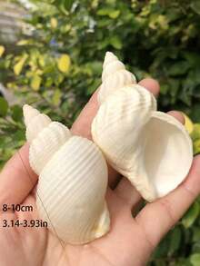1pc Natural Peanut Shell Conch Shell, Aquarium Decor, Aquarium Ornament, Hermit Crab Replacement Shell, Home Decor, Tabletop Figurine Best Gifts Birthday Graduation - White - View 8