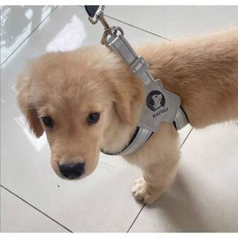 反光宠物狗胸背带鞍式透气狗胸带，适用于小型、中型犬和幼犬