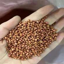 Floral 50 Eucalyptus Seeds Eucalyptus Baby Blue Bouquet Plants Heirloom Flowers - 預設 - 查看 3