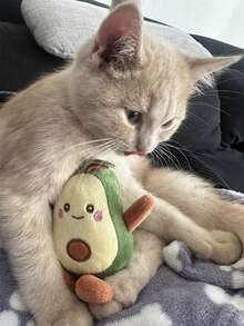 Cat Teasing Toys - Cute & Soft Interactive Playmate For Cats & Dogs, Perfect Gift For Pet Birthdays & Adoption Days (1PC) - Multicolor - View 2