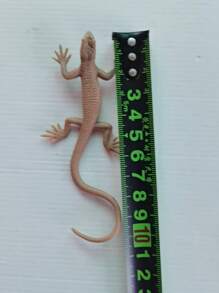 1 件/3 件逼真壁虎玩具模型蜥蜴节日派对恶作剧玩具壁虎万圣节道具（请参考标注的尺寸，不要依赖想象力）