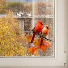 Adesivi decorativi per finestre - Cardinali rossi e motivi floreali, pellicola adesiva per finestre, pellicola decorativa trasparente per privacy per casa, camper, ufficio - Facile da applicare e rimuovere, decorazione resistente alle intemperie, adesivi per finestre, effetto vetro colorato, decalcomania rimovibile, decoratori per la casa, decalcomania a motivo di uccelli, pellicola ad alta trasparenza, adesivi per pareti di camper, adesivo per pareti, decorazione per la stanza