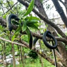 1pc 80cm Toy Snake, TPR Soft Rubber Realistic Cobra, Prank Scary Joke Decor Gift, Halloween Gag, Birthday Present