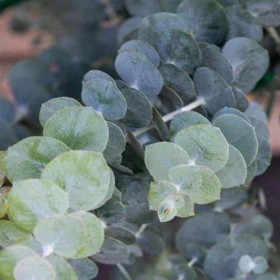 Floral 50 Eucalyptus Seeds Eucalyptus Baby Blue Bouquet Plants Heirloom Flowers - 預設 - 查看 1