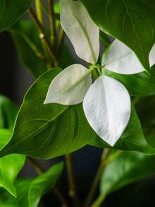 Kmitang 82-144cm Large Artificial Magnolia Flower, Fake Southern Bamboo Branch, Plastic Banyan Leaves, Faux Rubber Tree, Tropical Palm Plant, Suitable For Home, Garden, Office Decor, Not Including 1 Plant - White - View 6
