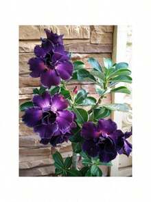 Unique Plants 100 One Purple Rose Seeds - trắng - Xem 4