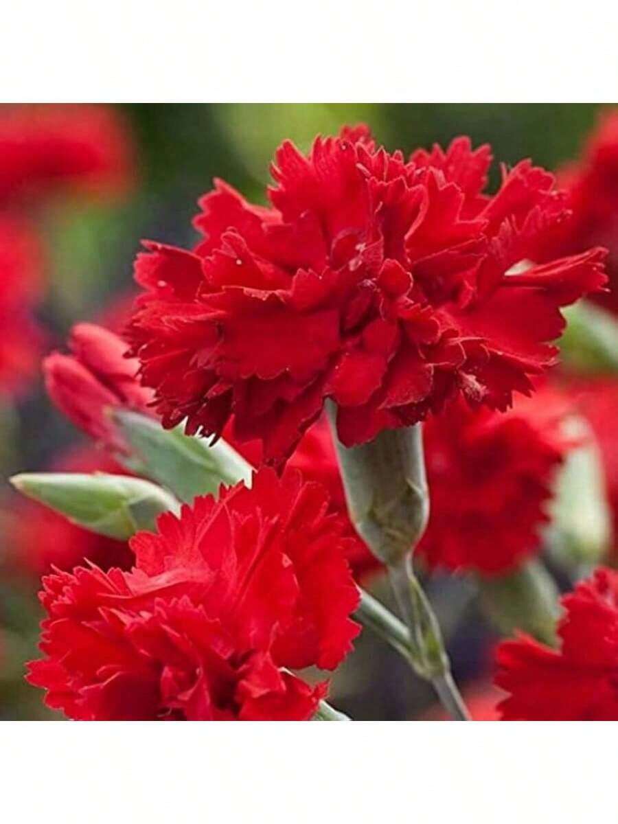 Decorative Flowers 100 Scarlet Red French Carnation Flower Seeds - Variant1 - View 1