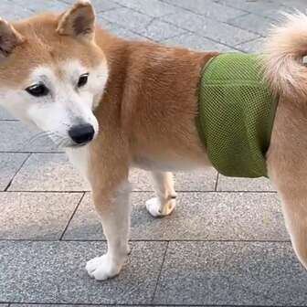 Breathable Dog Sanitary Pants, Male Dog Washable Diaper Briefs