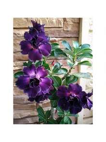 Unique Plants 100 One Purple Rose Seeds - trắng - Xem 3