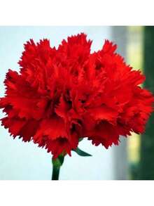 Decorative Flowers 100 Scarlet Red French Carnation Flower Seeds - Variant1 - View 5