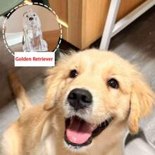 1pc Souvenirs, New Pet Hair Souvenirs Keychain