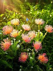 1pc Solar Powered Cosmos Flower Light Set - Includes Illuminating Lotus Flower, Solar Powered Outdoor Pink Flower Garden Solar Light, Outdoor Landscape Lighting, LED Floral Lights, Solar Flower With Glowing Petals And Stem, Upgraded Solar Panel, Outdoor Garden Decor, Patio Decoration And Mother's Gift, Ideal For Outdoor Garden Decor, Great For Thanksgiving Gift And Romantic Gift!