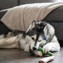 Dogwood Wood Durable Dog Chew Toys, Real Wood Calming Hemp, 2 - Pack, Medium - 山茱萸清新口氣(2 包)+ 大號(2 包) - 查看 9