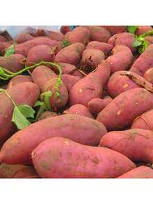 Unique Plants 100Pcs Vegetable Seeds Productive Medium Wate - 1 - 查看 3