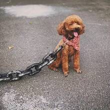 Halloween Themed Funny Pet Leash, Suitable For Medium And Small Dogs, Designed For Outdoor Walking And Training, Made Of Lightweight Polypropylene Material With Chain Design