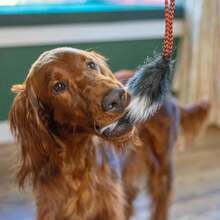 Outward Hound Tail Teaser Replacement Lure For Dog Teaser Wand, Fox - ColorD - View 6