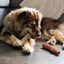 Dogwood Wood Durable Dog Chew Toys, Real Wood Calming Hemp, 2 - Pack, Medium - Cây sơn thù du và cây mesquite (gói 2) + 2 cây (gói 1) - Xem 9