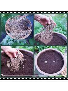 Unique Plants 100 One Purple Rose Seeds - trắng - Xem 2