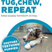 Outward Hound Cutie Chewies Hedgehog Dental Dog Chew Toy, Blue - 顏色A - 查看 5